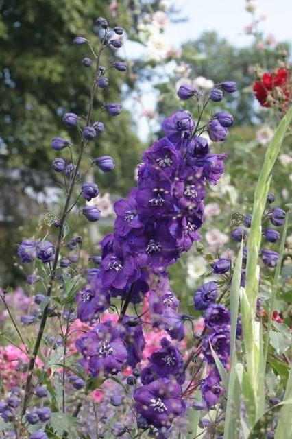 Ostróżka ogrodowa Christel Delphinium elatum C2