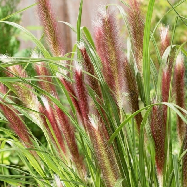 Rozplenica japońska Red Head Pennisetum alopecuroides P9