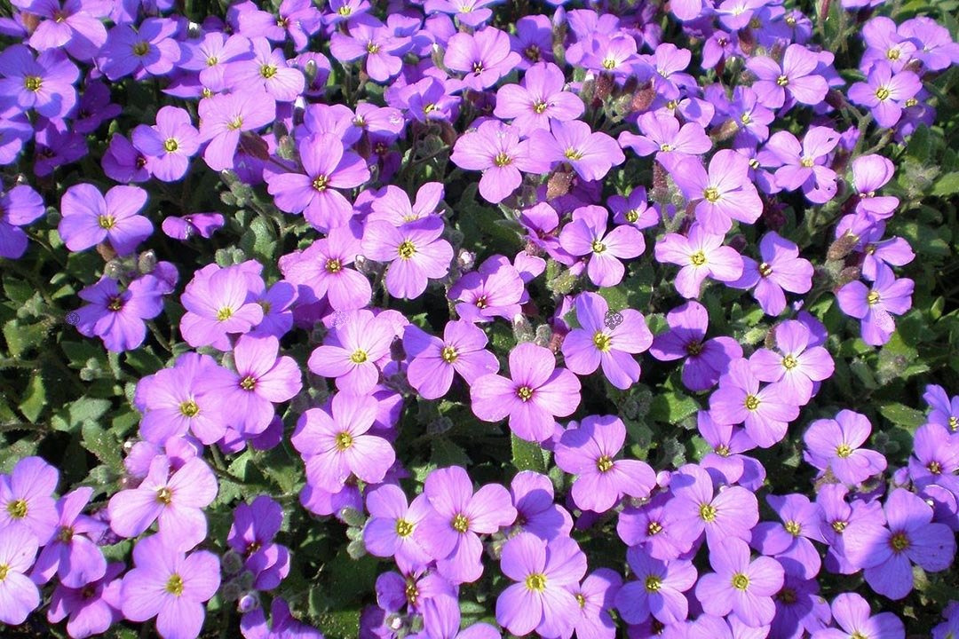 Żagwin zwyczajny Blauer Aubrieta deltoidea P9