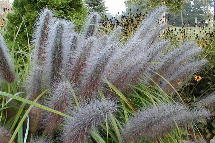 Rozplenica japońska Moudry Pennisetum alopecuroides P9