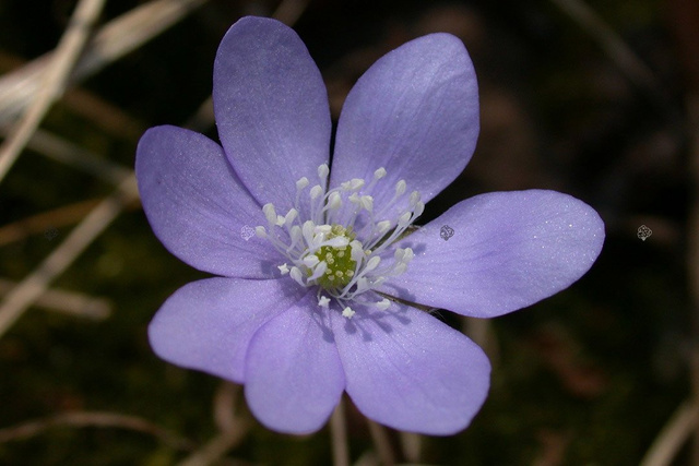 Przylaszczka pospolita Hepatica nobilis P9