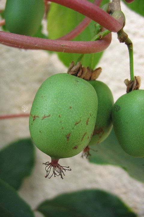 Aktinidia Mini kiwi Issai Actinidia arguta C2