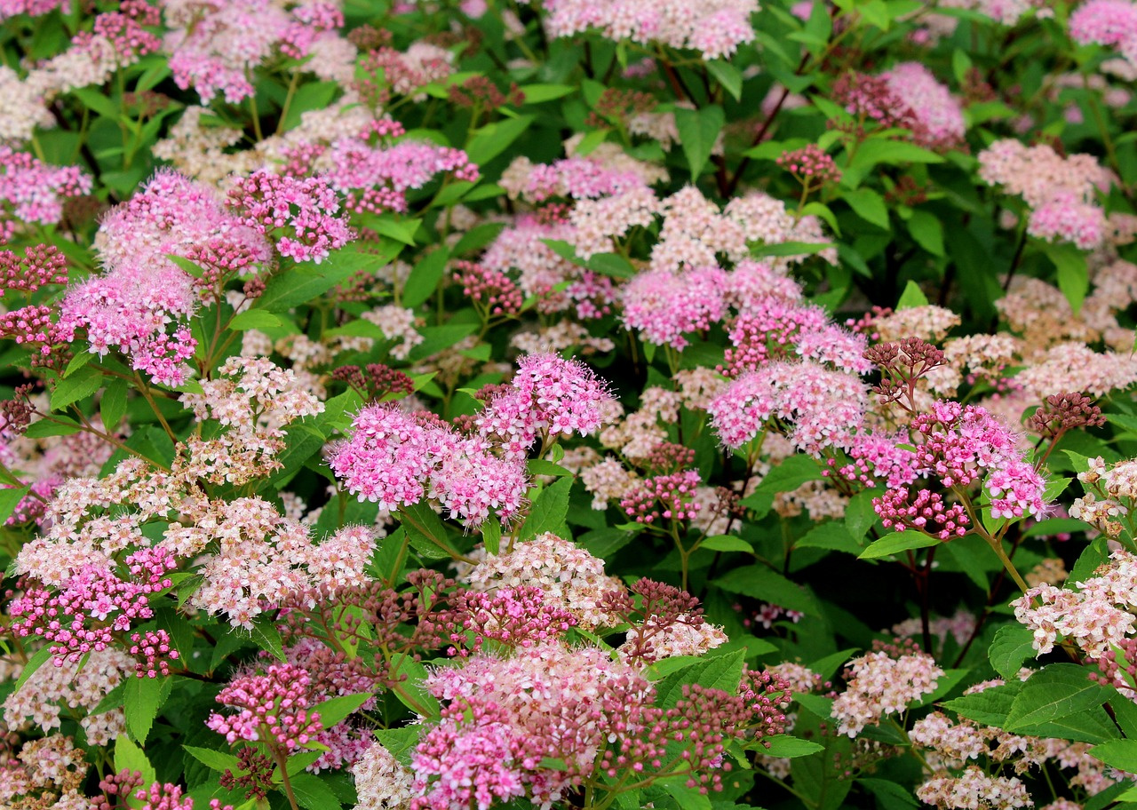 Tawuła japońska Little Princess Spiraea japonica P9