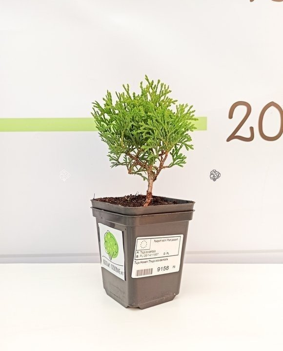 Tuja Hoseri Thuja occidentalis P9