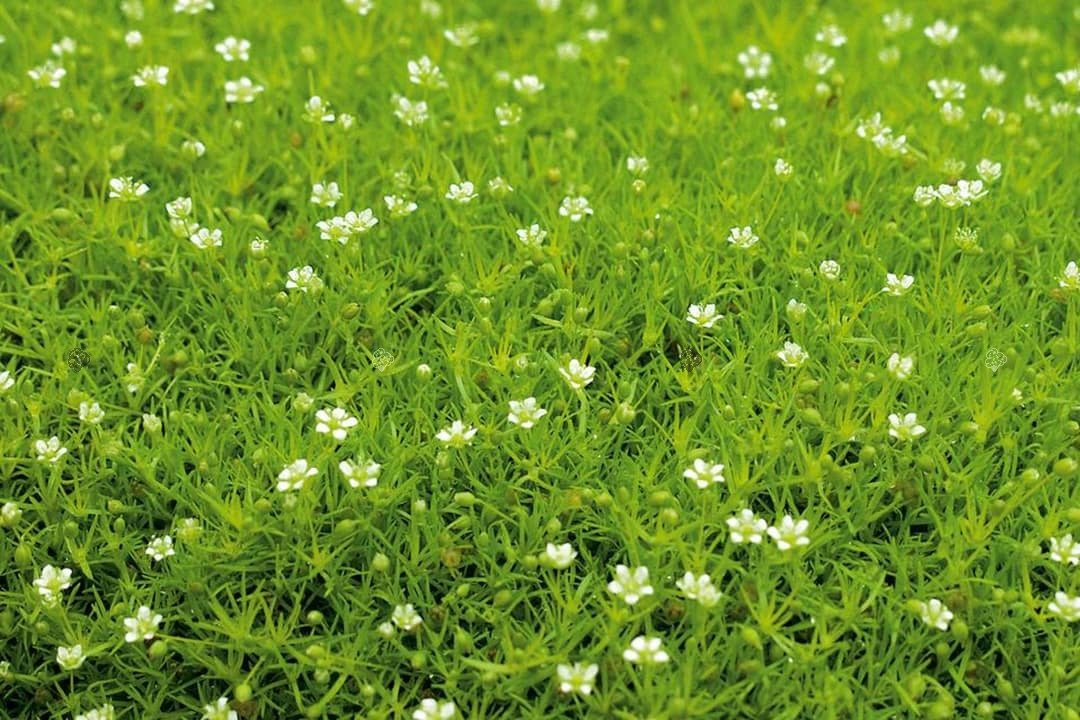 Karmnik ościsty Aurea Sagina subulata P9