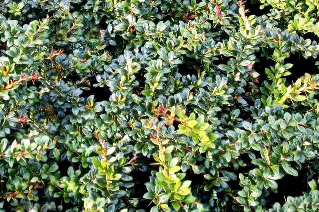 Berberys pośredni Parkjuweel Berberis media P9