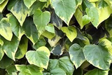 Bluszcz kolchidzki Sulphur Heart Hedera colchica P9