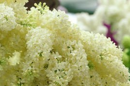 Lilak pospolity Primrose Syringa vulgaris C2