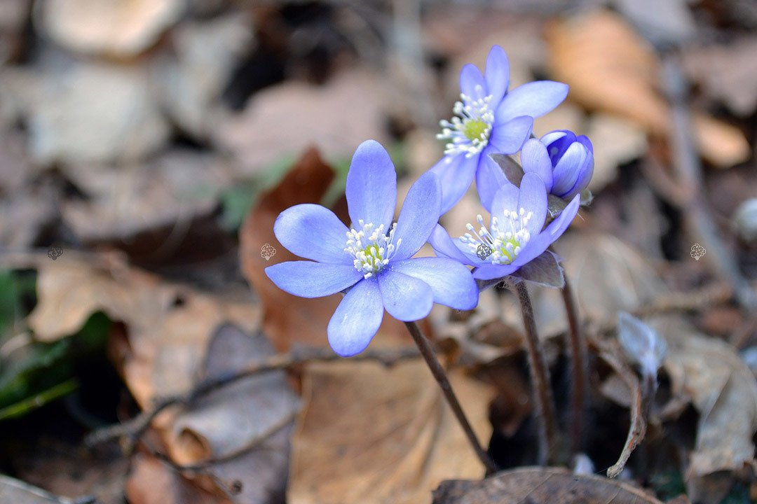 Przylaszczka pospolita Hepatica nobilis P9