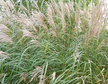 Miskant chiński Silberfeder Miscanthus sinensis C3