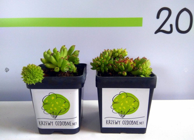 Rojnik Oddity Sempervivum P9