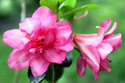 Azalia japońska Babuschka PBR Rhododendron obtusum C2