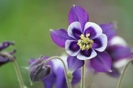 Orlik pospolity William Guiness Aquilegia vulgaris C2
