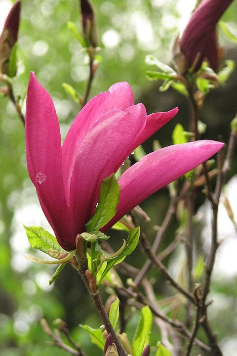 Magnolia Susan Magnolia C5