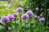 Czosnek szczypiorek Allium schoenoprasum