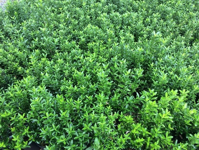 Trzmielina japońska Microphyllus Euonymus japonicus P9