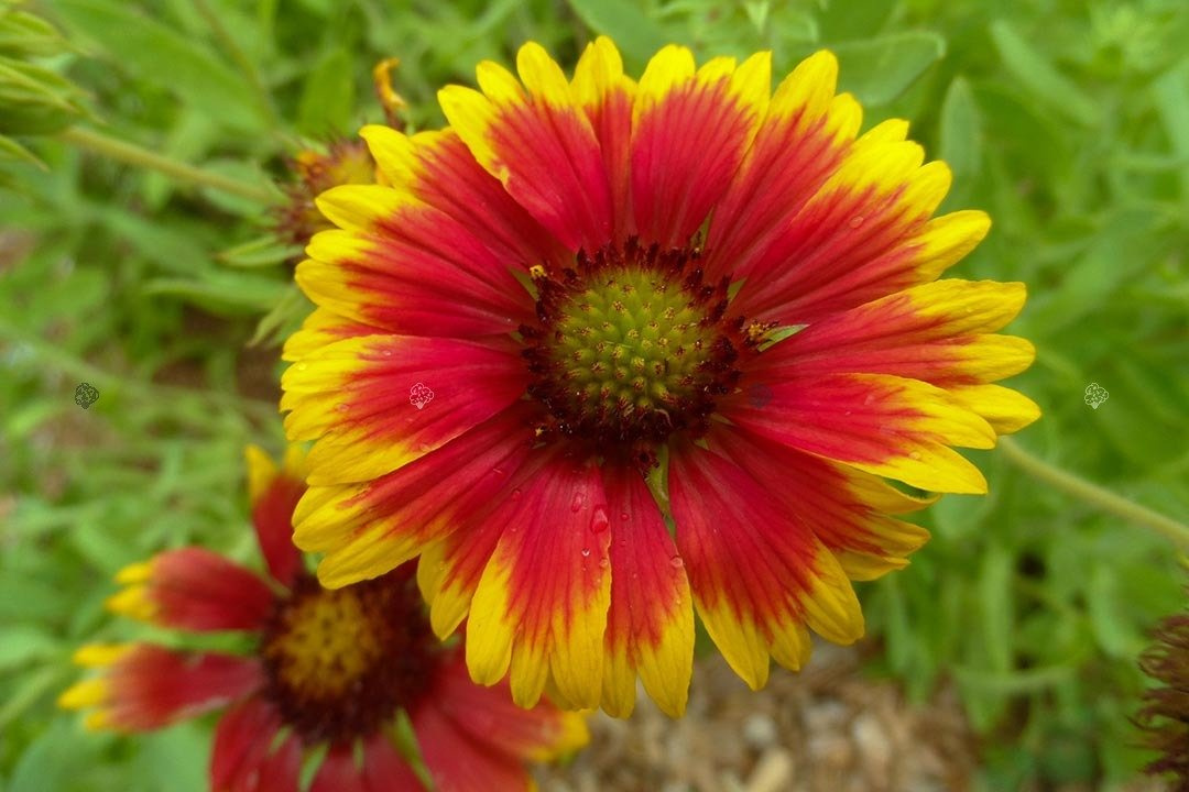 Gailardia oścista Bijou Gaillardia aristata C2