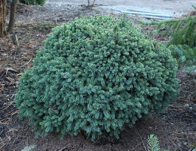 Świerk biały Echiniformis Picea glauca C3