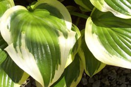 Funkia Queen Josephine Hosta C2