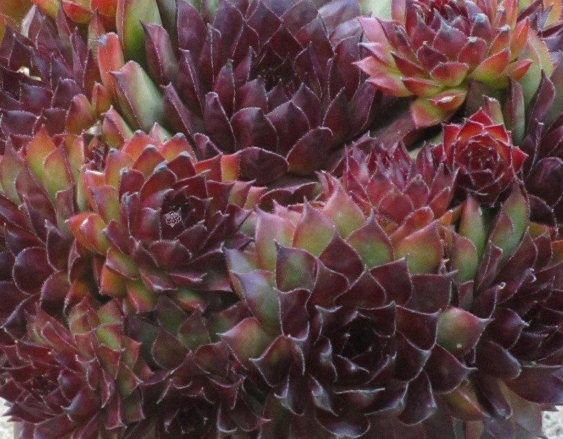 Rojnik Noir Sempervivum P9