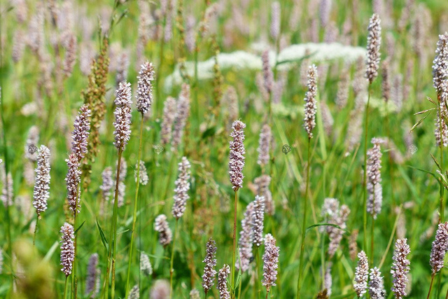 Rdest wężownik Persicaria bistorta P9