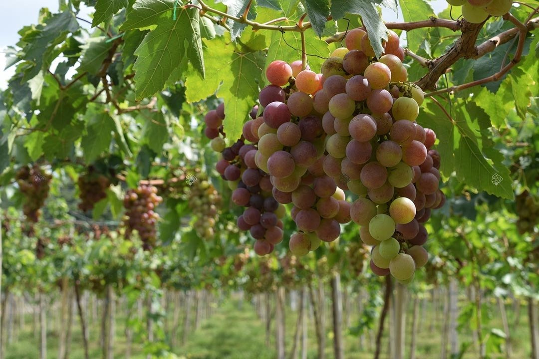 Winorośl Chrupka Różowa Vitis C2
