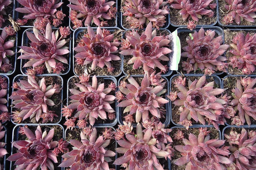 Rojnik pajęczynowaty Cameleon Sempervivum arachnoideum P9