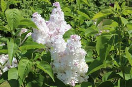 Lilak pospolity Beauty of Moscow Syringa vulgaris C2