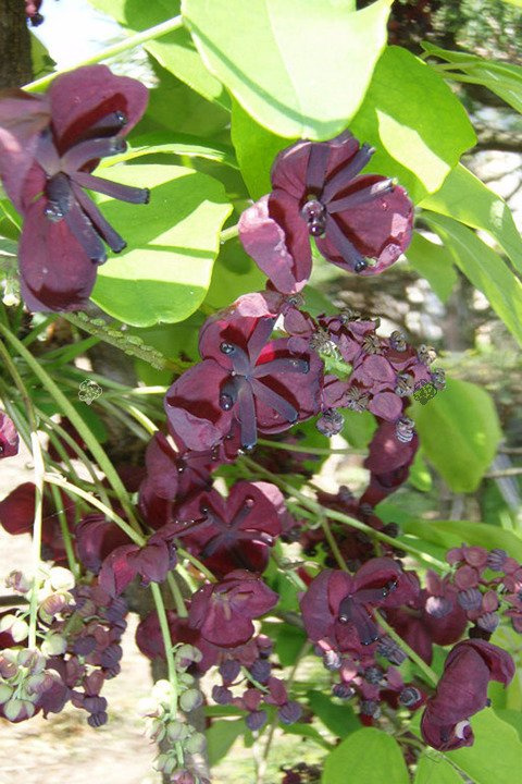 Akebia pięciolistkowa Akebia quinata C2