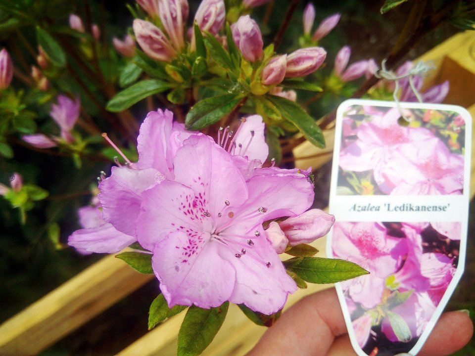 Azalia japońska Ledikanense Rhododendron obtusum C2