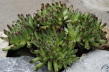 Rojnik Oddity Sempervivum P9