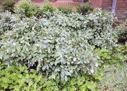 Fotergilla Gardena Blue Mist Fothergilla gardenii  C2