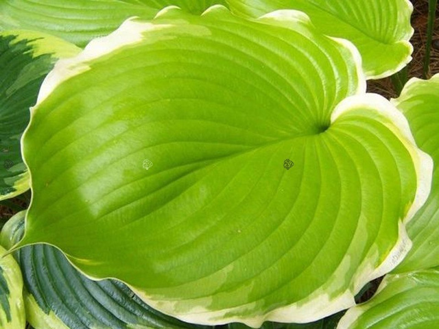 Funkia Winter Snow Hosta C2