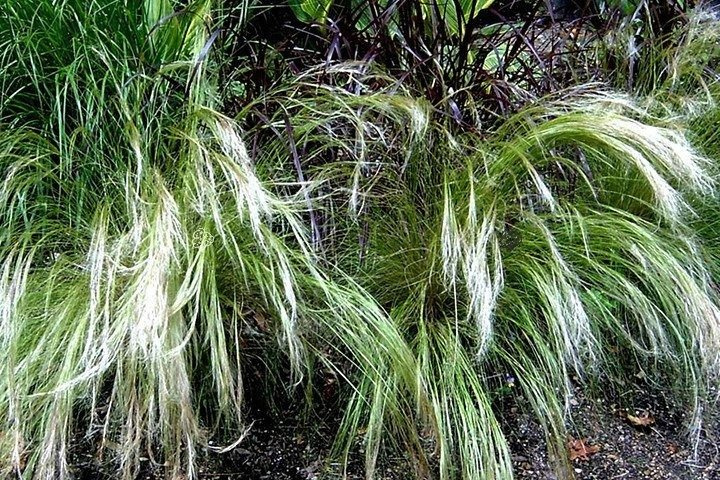 Ostnica cieniutka Ponytails Stipa tenuissima C2