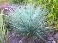 Palczatka miotlasta Prairie Blues Andropogon scoparius P9