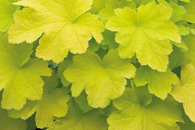 Żurawka Citronelle PBR Heuchera C1,4