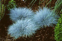 Kostrzewa sina Elijah Blue Festuca glauca P9
