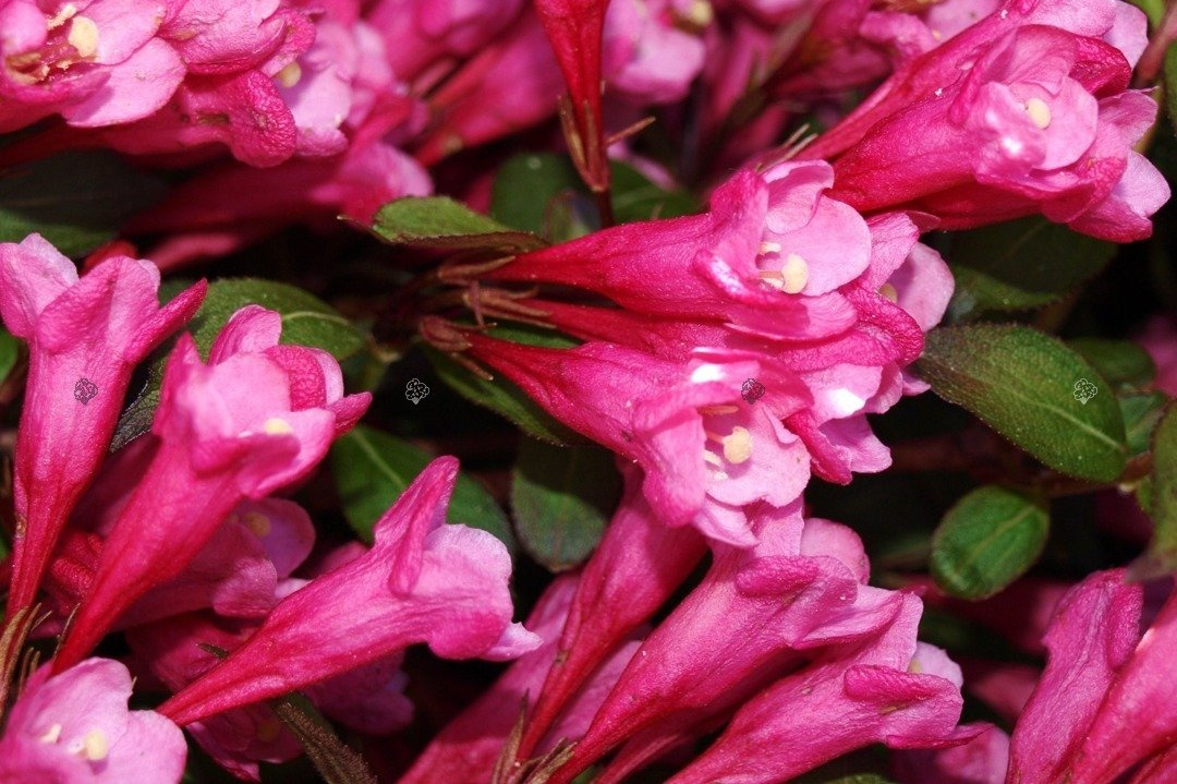 Krzewuszka cudowna Victoria Weigela florida C2