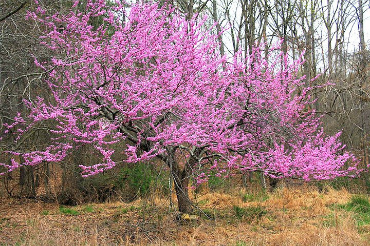 Judaszowiec kanadyjski Cercis canadensis