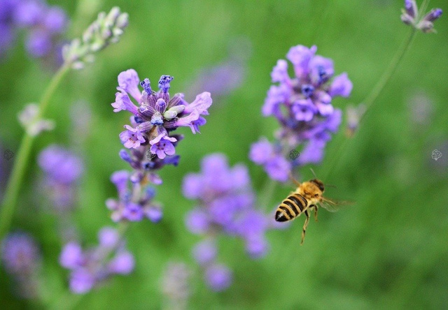 Lawenda wąskolistna Brabants Lust Lavandula angustifolia P9