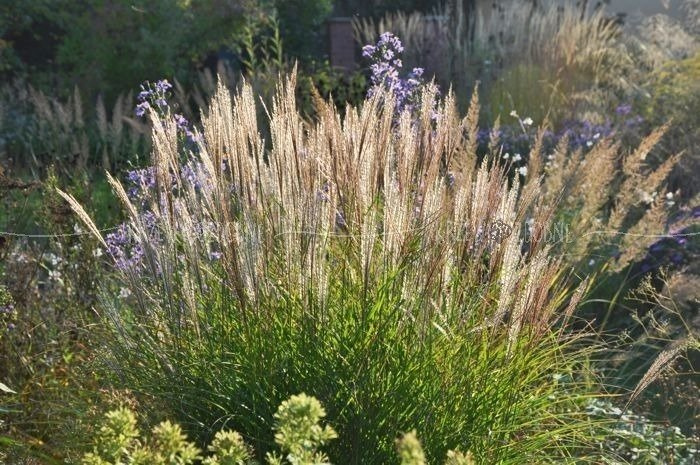 Miskant chiński Adagio Miscanthus sinensis P9