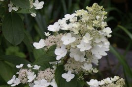 Hortensja bukietowa Tardiva Hydrangea paniculata P9