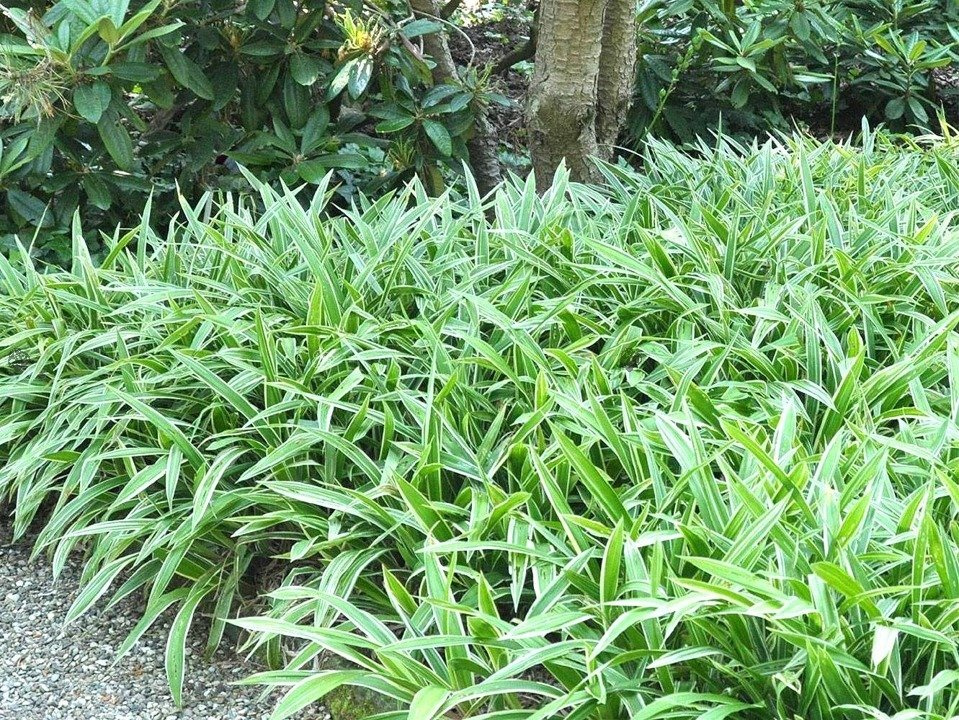 Turzyca Morrowa Variegata Carex morrowii C2