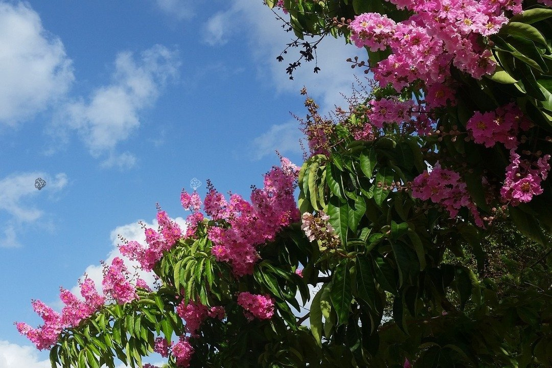 Lagerstroemia indyjska fioletowa Lagerstroemia indica C2