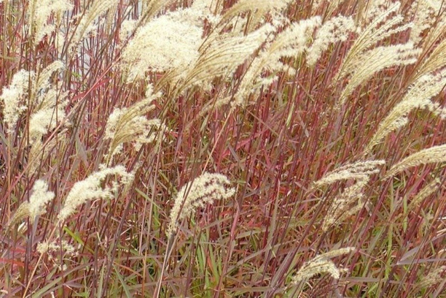 Miskant chiński Dronning Ingrid Miscanthus sinensis C5