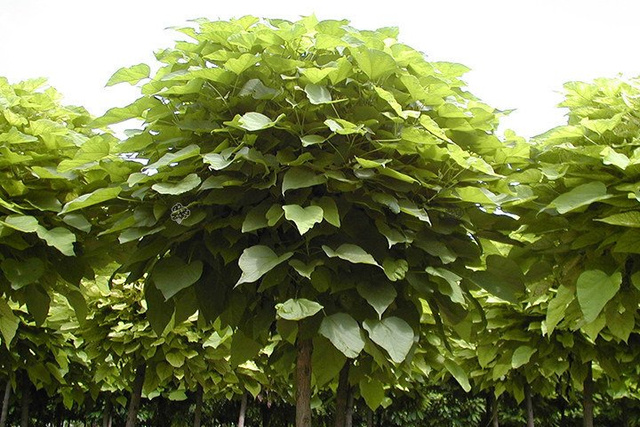 Surmia bignoniowa Nana Catalpa bignonioides C2