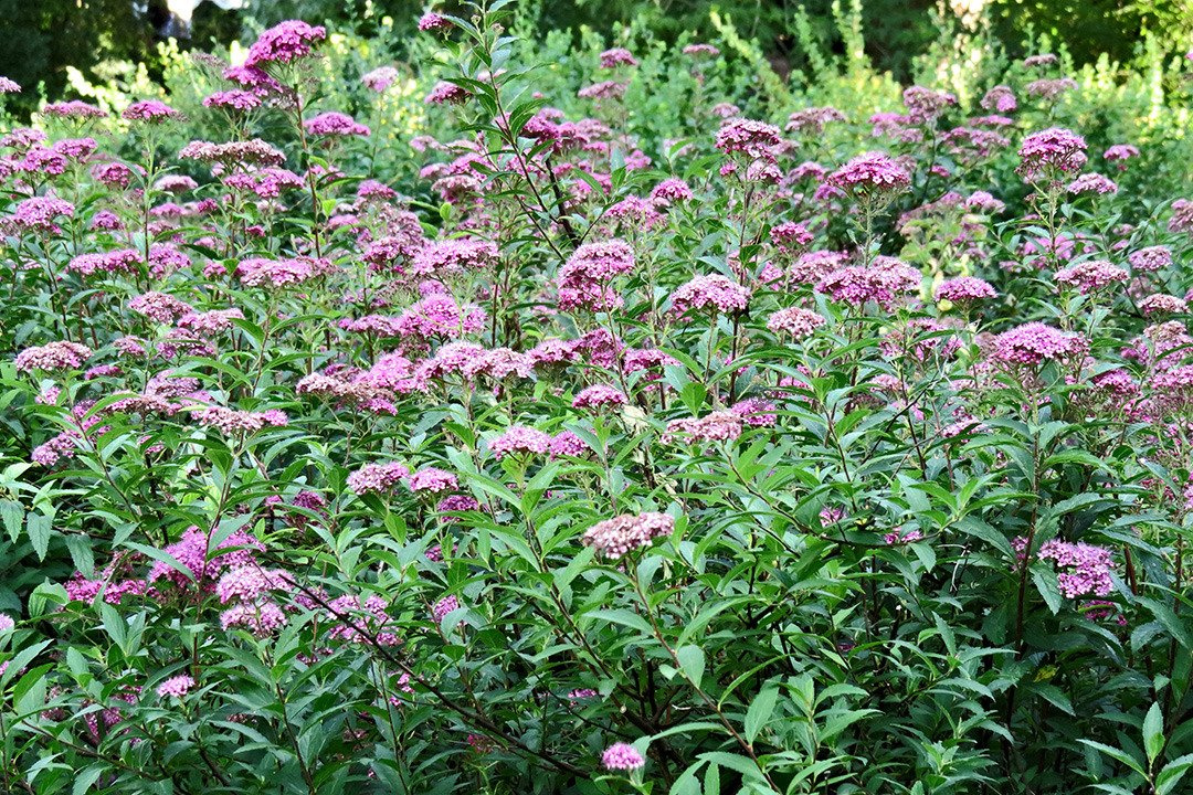 Tawuła japońska Manon Spiraea japonica P9
