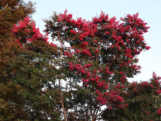Lagerstroemia indyjska Enduring Red Lagerstroemia indica P9