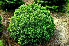 Świerk biały Alberta Globe Picea glauca C3