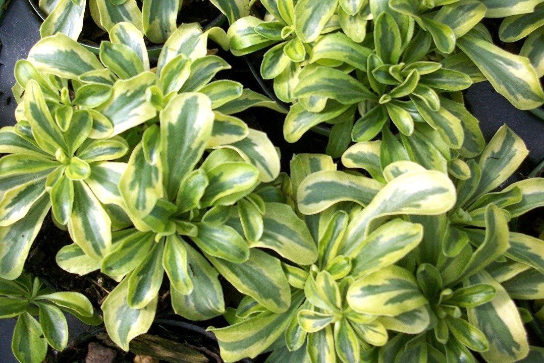 Gęsiówka macedońska Old Gold Arabis ferdinandi-coburgii P9